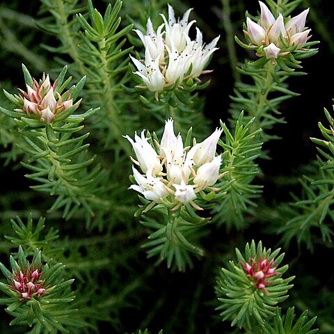 Rhodiola dumulosa unspecified picture