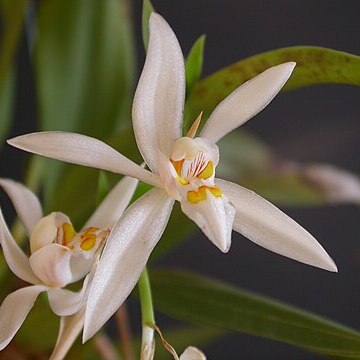 Coelogyne corymbosa unspecified picture