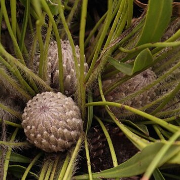 Protea scabriuscula unspecified picture