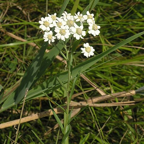 Achillea acuminata unspecified picture