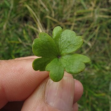 Azorella pallida unspecified picture