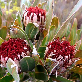 Protea lorifolia unspecified picture