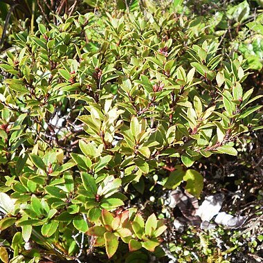 Gaultheria rupestris unspecified picture