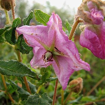 Thomasia grandiflora unspecified picture