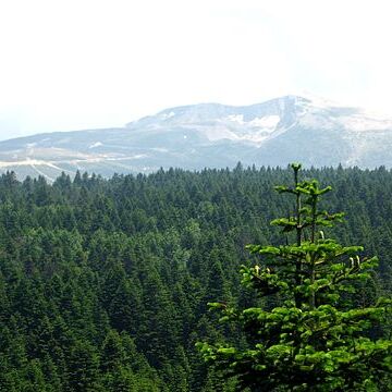 Abies nordmanniana subsp. equi-trojani unspecified picture