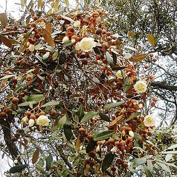 Sarcolaena oblongifolia unspecified picture