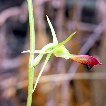 Cryptostylis subulata unspecified picture