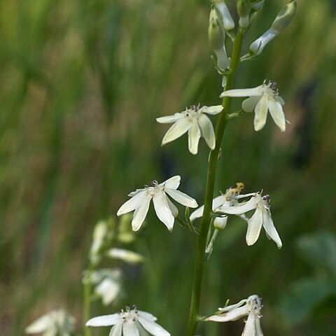 Tecophilaeaceae unspecified picture