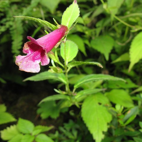 Chelonopsis unspecified picture