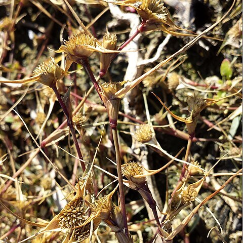 Crypsis aculeata unspecified picture