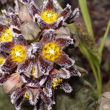 Apteranthes burchardii unspecified picture