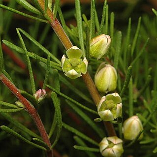 Boronia clavata unspecified picture