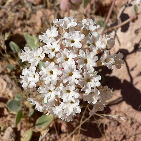 Abronia turbinata unspecified picture