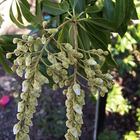 Pieris floribunda unspecified picture