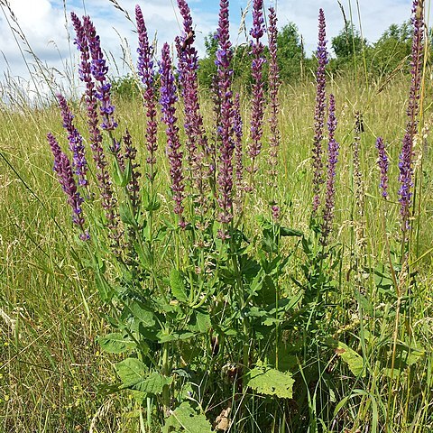 Salvia tesquicola unspecified picture