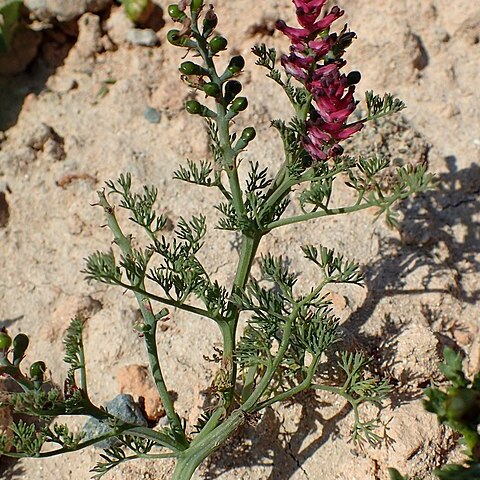 Fumaria bracteosa unspecified picture