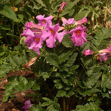 Incarvillea delavayi unspecified picture