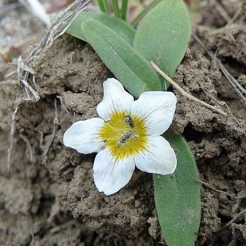 Hesperochiron pumilus unspecified picture