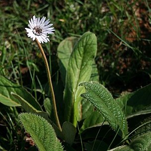 Gerbera ambigua unspecified picture