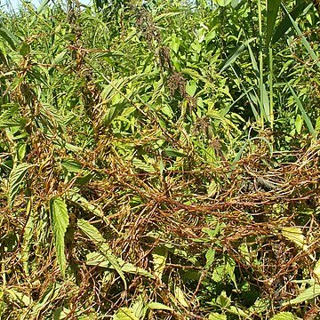 Cuscuta lupuliformis unspecified picture