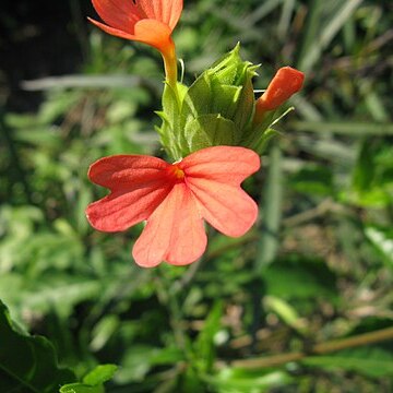 Crossandra nilotica unspecified picture