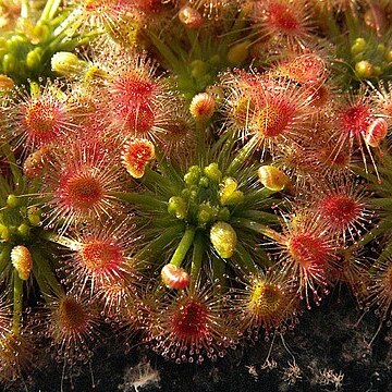 Drosera callistos unspecified picture