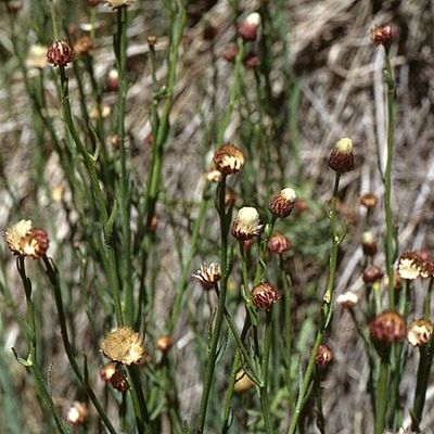 Baccharis juncea unspecified picture