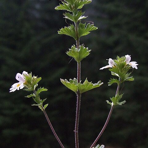 Euphrasia tatrae unspecified picture