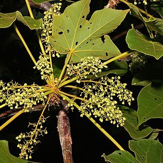 Sterculia quinqueloba unspecified picture