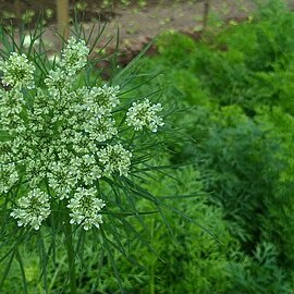 Daucus carota subsp. sativus unspecified picture