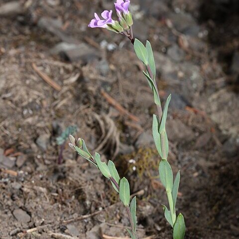 Boechera lyallii unspecified picture