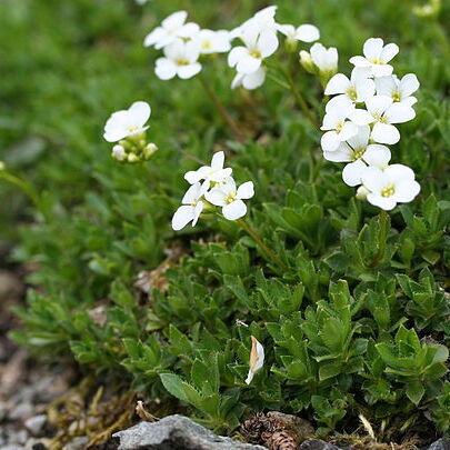 Arabis scopoliana unspecified picture