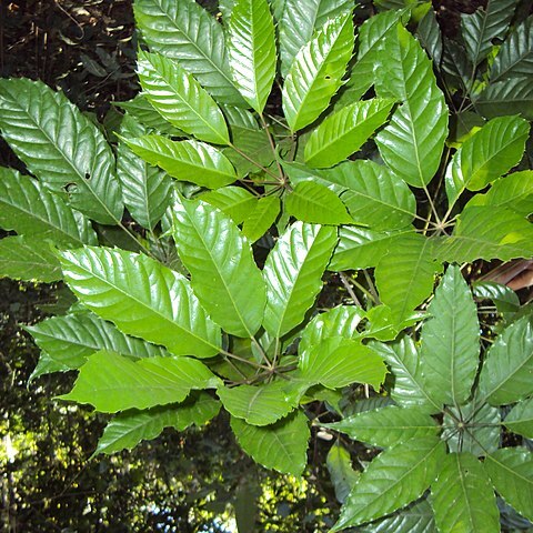 Schefflera racemosa unspecified picture