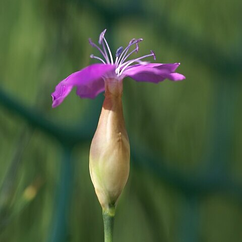 Petrorhagia obcordata unspecified picture