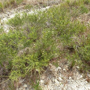 Melaleuca borealis unspecified picture