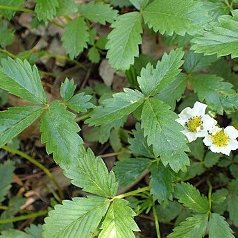 Fragaria pentaphylla unspecified picture