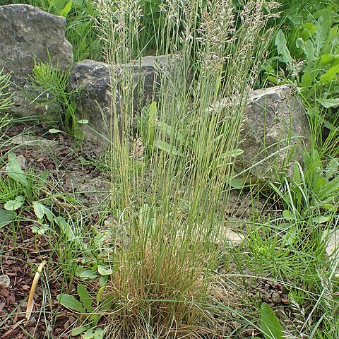 Festuca alpestris unspecified picture