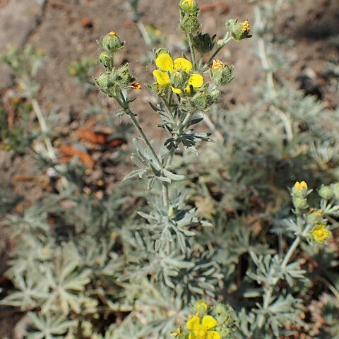 Potentilla calabra unspecified picture