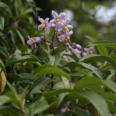 Solanum storkii unspecified picture