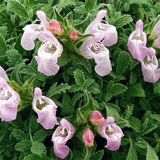 Salvia caespitosa unspecified picture