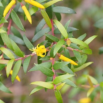 Persoonia acuminata unspecified picture