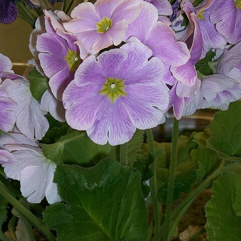 Primula obconica unspecified picture