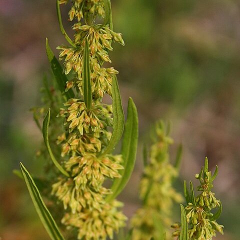 Rumex microcarpus unspecified picture