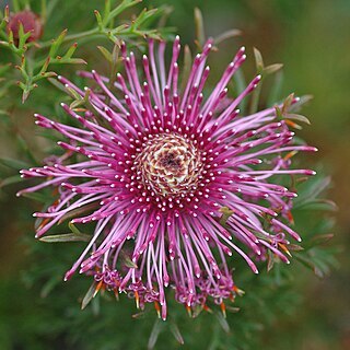 Isopogon formosus unspecified picture