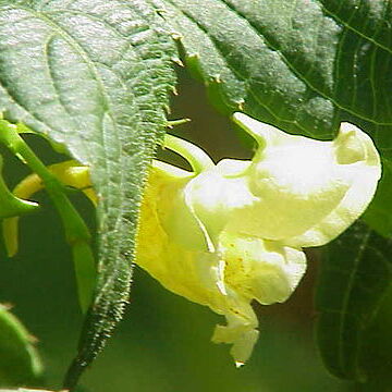 Impatiens scabrida unspecified picture