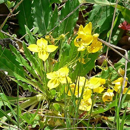 Camissonia ovata unspecified picture