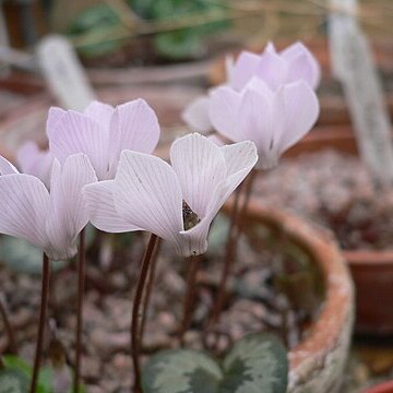 Cyclamen intaminatum unspecified picture