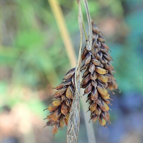 Carex caucasica unspecified picture