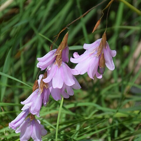 Dierama pauciflorum unspecified picture