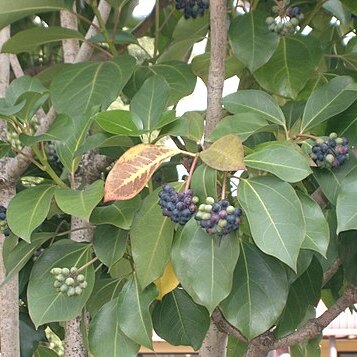 Dendropanax trifidus unspecified picture